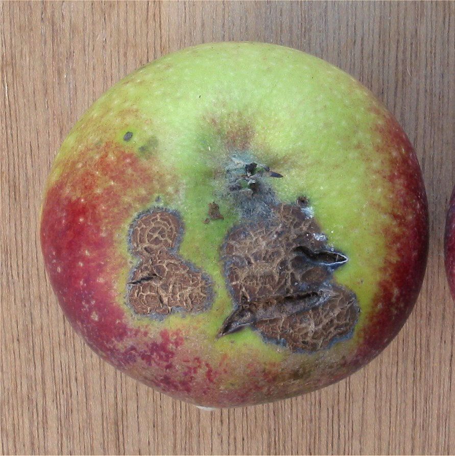 Apple Scab on Apple Fruit