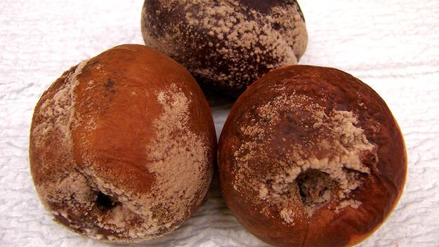 Brown Rot on Stone Fruits
