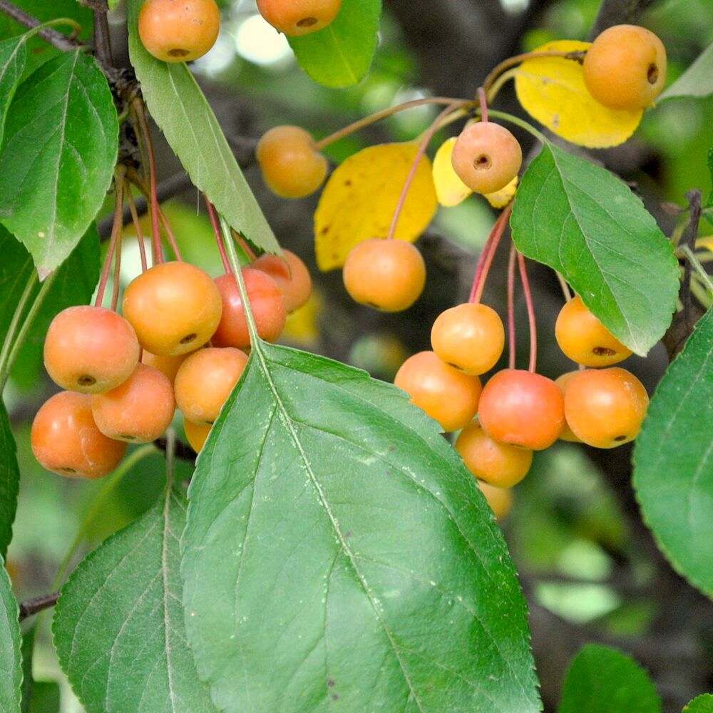 Crabapple Tree with Fruit