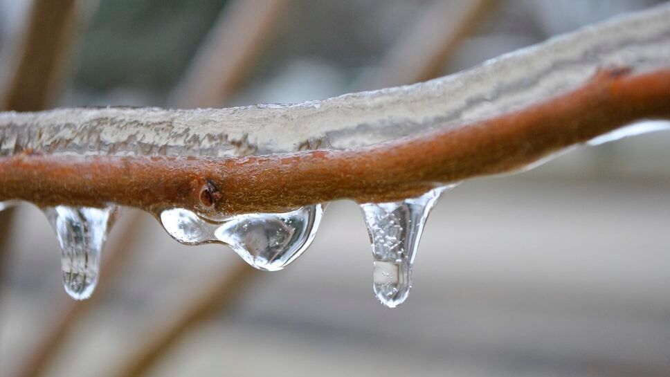 Ice on a Plum Tree Branch