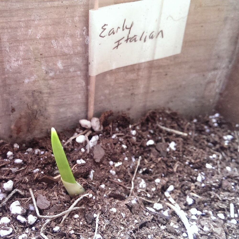 Early Garlic Sprouting