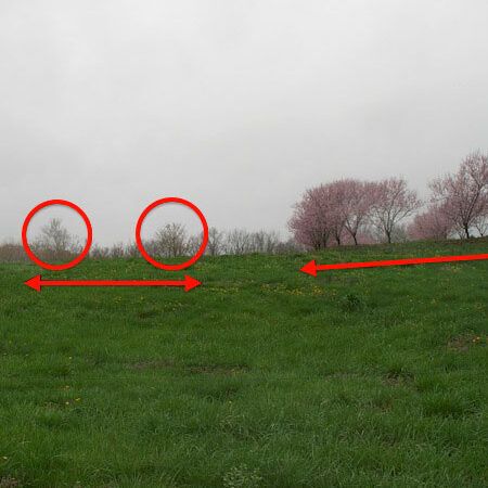 Peach Trees Planted on Flat Land Compared to Peach Trees Planted on Slope
