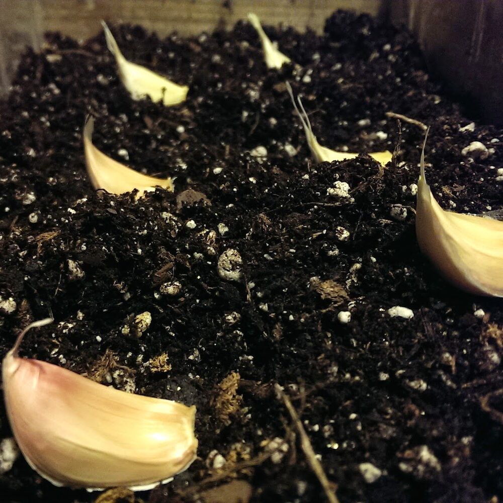 Garlic Cloves Pre-Planting