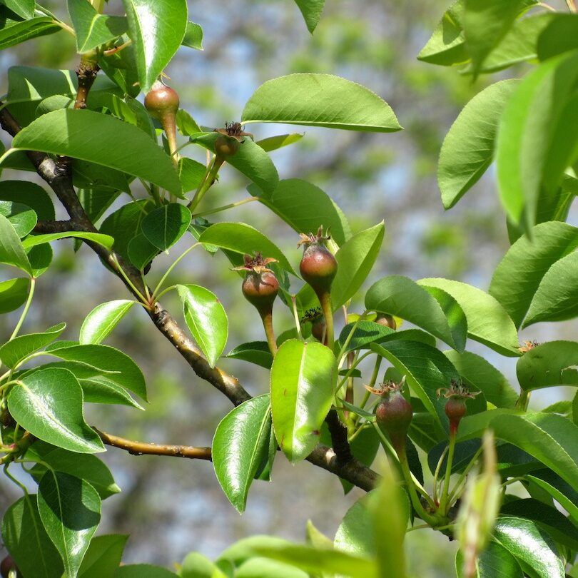 Several Young Fruit Form Along Branch