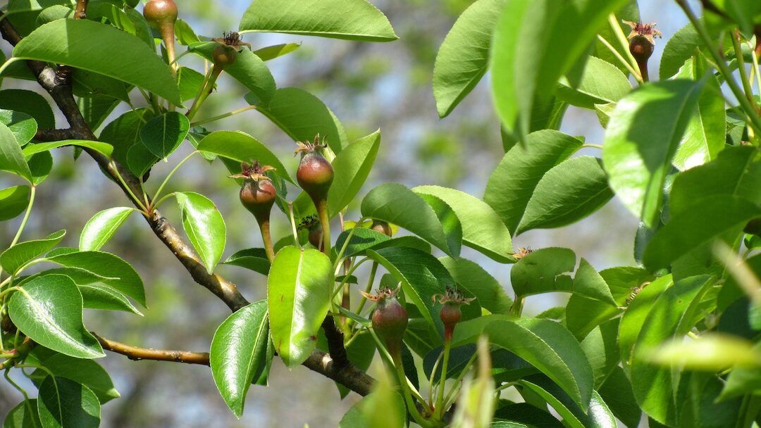 Several Young Fruit Form Along Branch