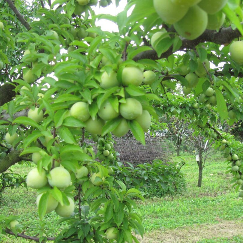 Overbearing Fruiting Limbs