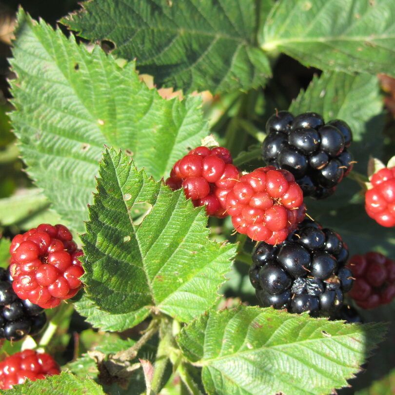 Primocane Blackberries