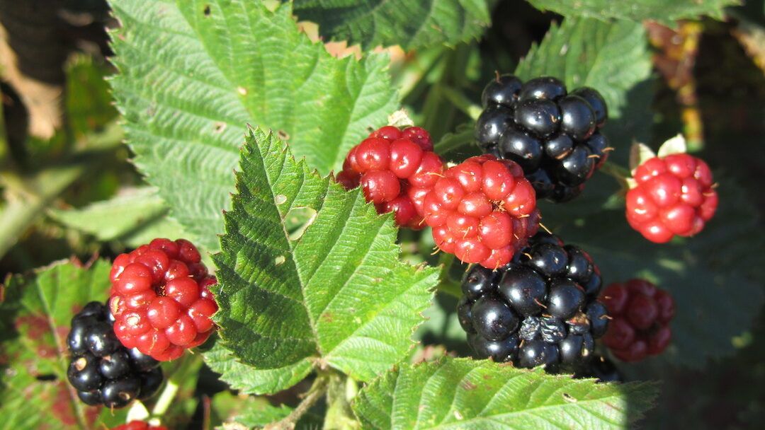 Primocane Blackberries