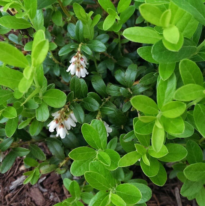 Lingonberry Plant Blooming