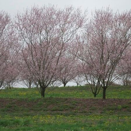 Peach Trees Planted on a Slope With a Berm