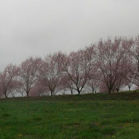 Peach Trees Planted on a Slope