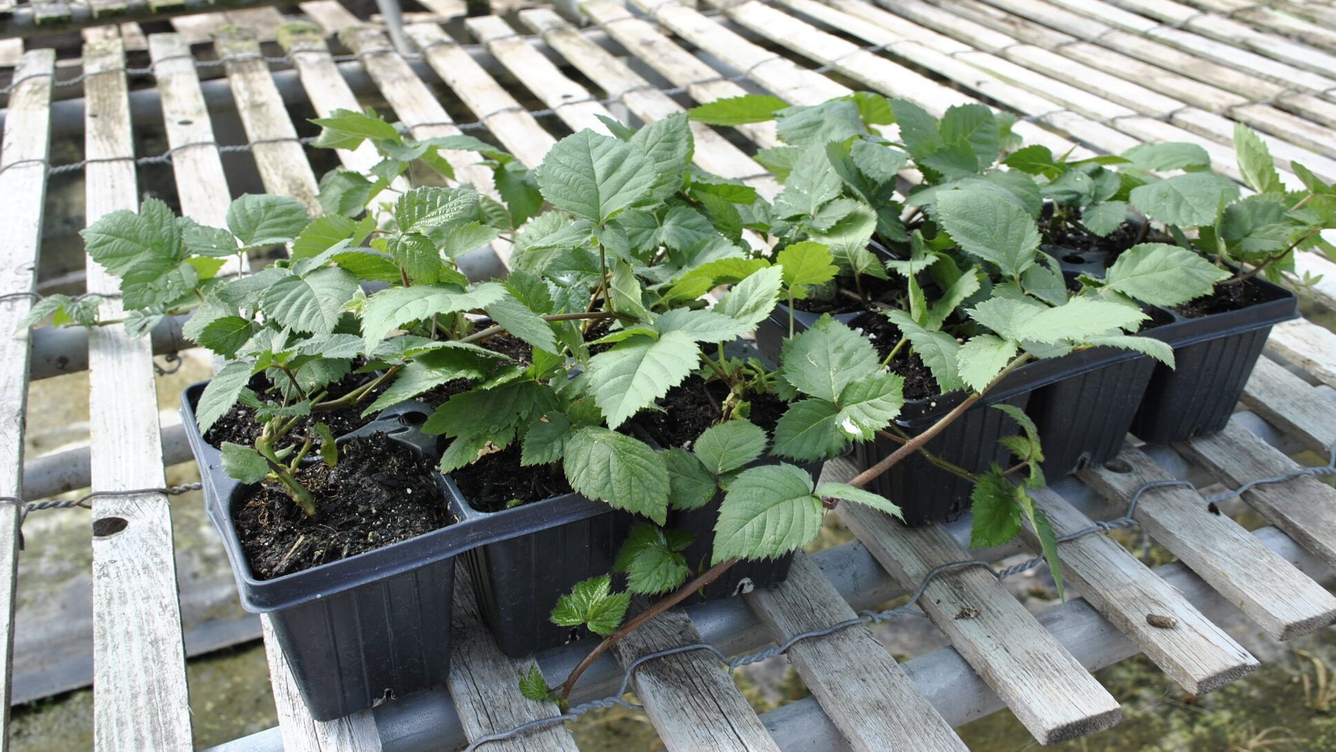 Semi-Erect Blackberry Plants Jumbo-6 Pack