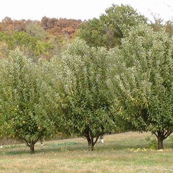 Grafted semi-dwarf Apple Trees