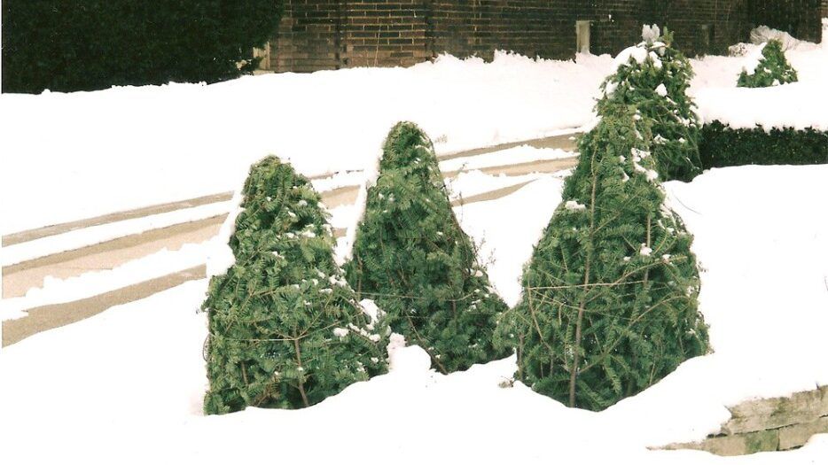 Christmas Trees in Snow Break Down and Add Nutrients to Soil