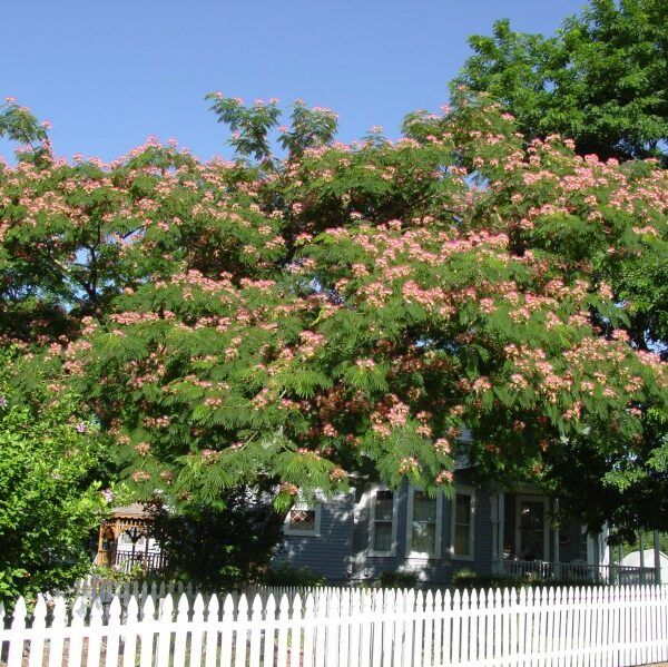 Mature Mimosa Tree