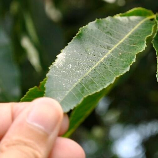 Visual transpiration of pecan leaf