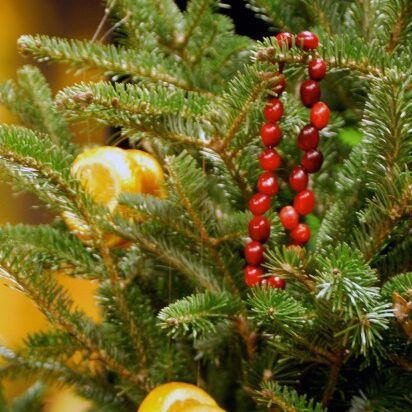 Decorate Christmas Trees with Food for Wildlife