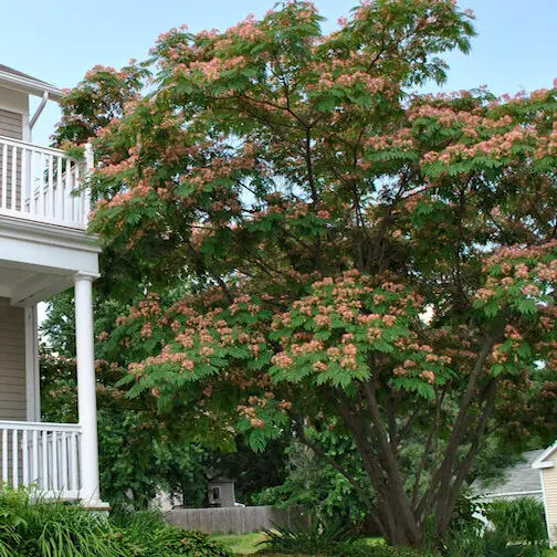 Mimosa in Landscape Mimosa or Silk Tree Growing Next to a House
