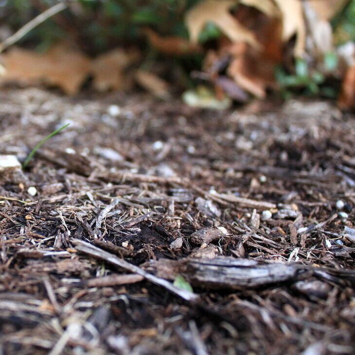Mulched Area