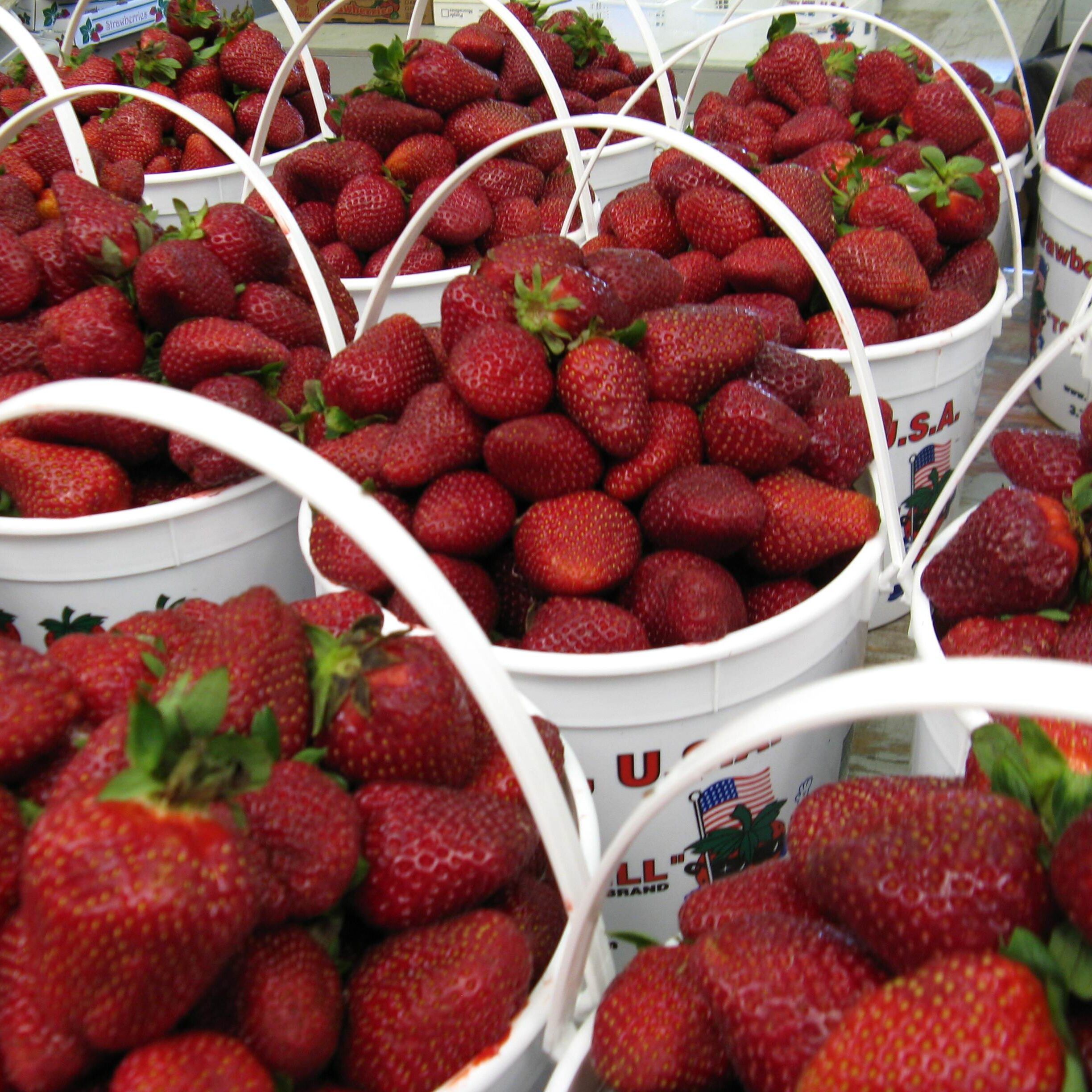 Buckets of Fresh-Picked Strawberries, Perfect for Strawberry Wine