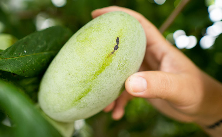 Photo of a hand picking a paw paw fruit from a tree