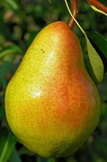 Bartlett Pear