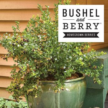 Bushel and Berry® plant in pot