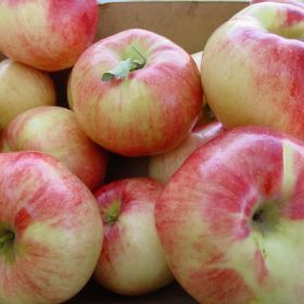 Photo of Gravenstein Apples.