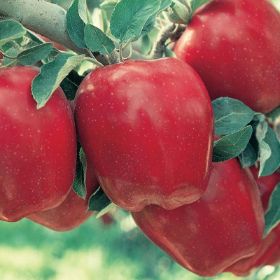 Red apples ripe on the tree.