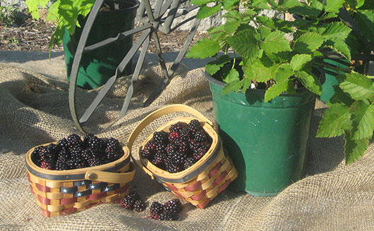 Ripe blackberries in a basket