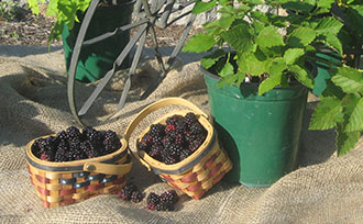 Ripe blackberries in a basket