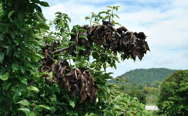 Example of fire blight affecting a pear tree