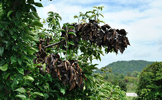 Example of fire blight affecting a pear tree