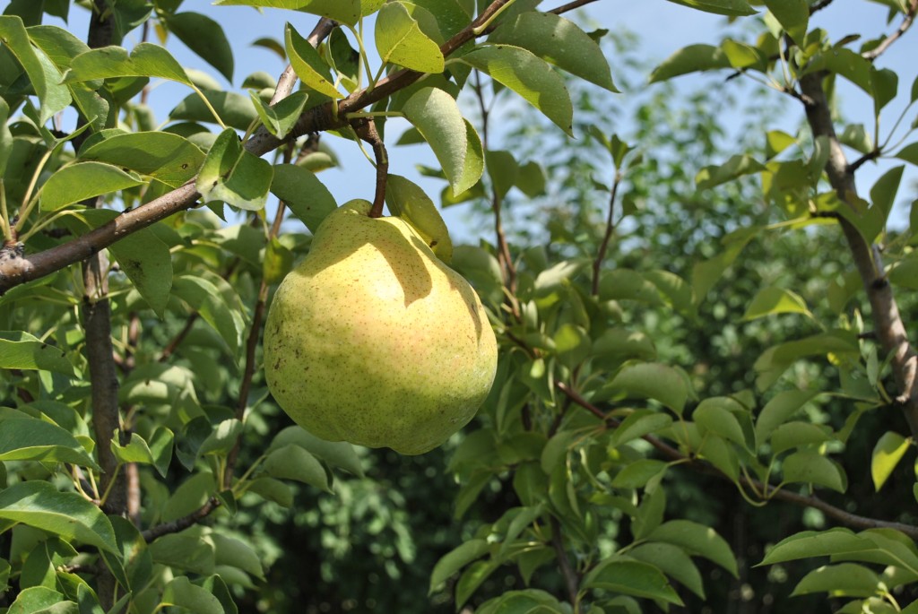 Stark Jumbo Pear Stark Jumbo Pear