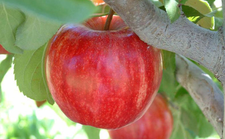 Closeup of Starkrimson Gala apple on tree