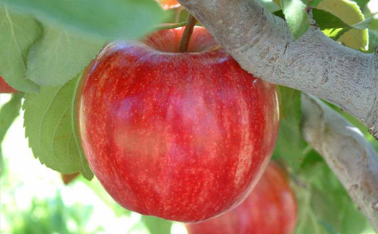 Closeup of Starkrimson Gala apple on tree