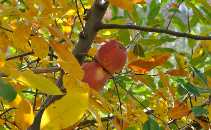 Apples on tree with fall foilage