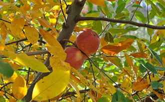 Apples on tree with fall foilage