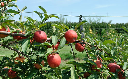 ripe apples