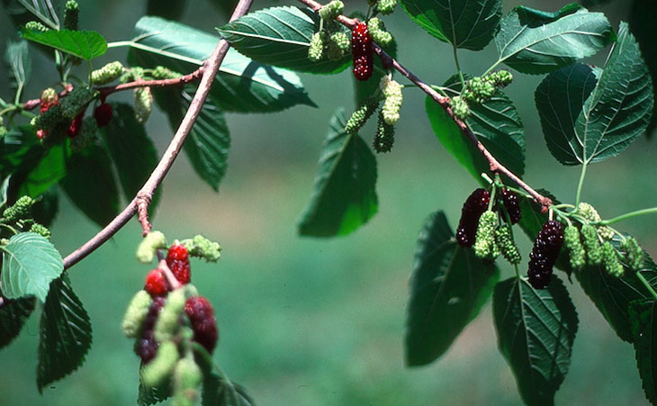 Mulberries on tree