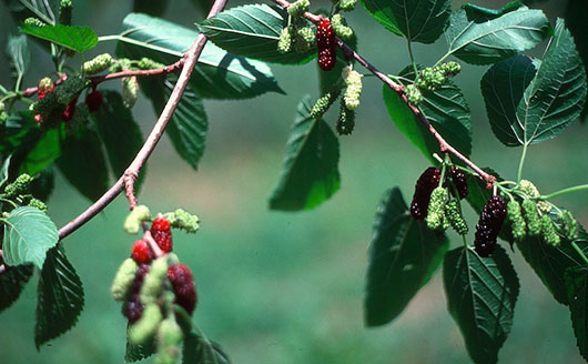 Mulberries on tree