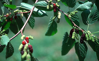 Mulberries on tree