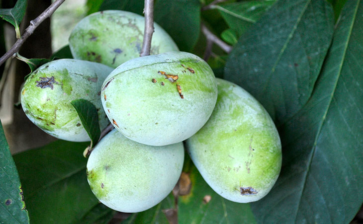 pawpaws