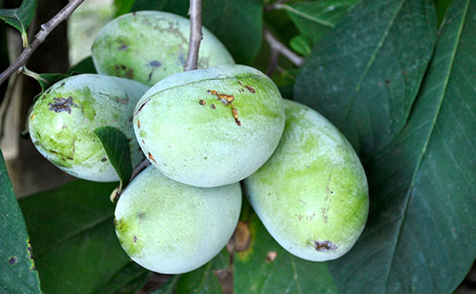 pawpaws