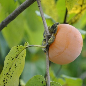 persimmon trees