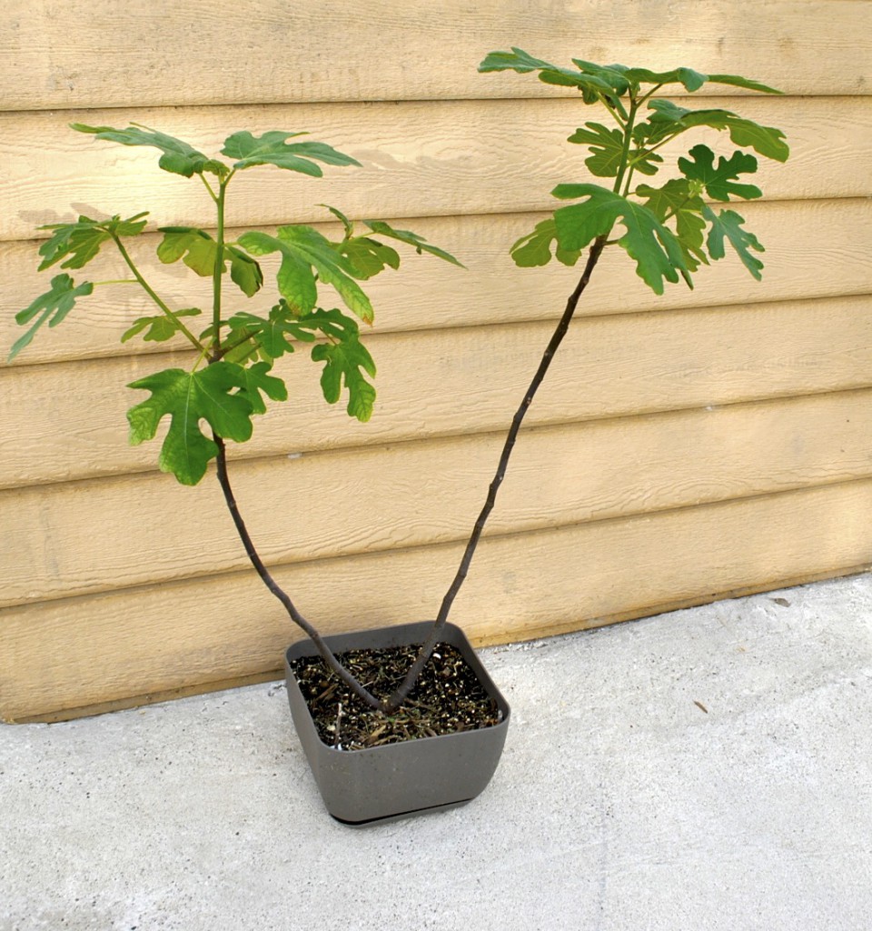 Fig Tree " Brunswick" Deciduous Outdoor Plant 40cm