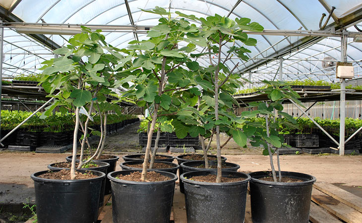 large, potted fig trees