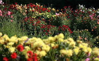 Mixed flower garden