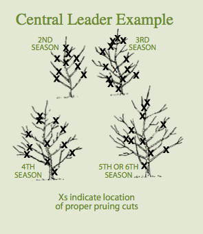 Central Leader Example by season
