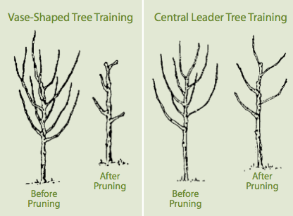 pruning diagram showcasing pruning on non-fruiting branches to open up for better airflow